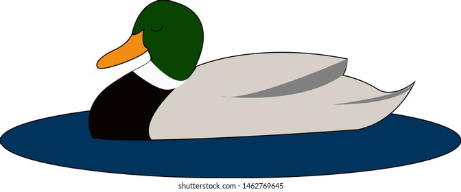 Wild duck. illustration. vector on white background.