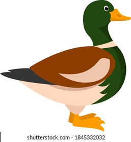Wild duck, illustration, vector on white background