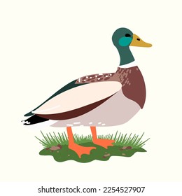 Wild duck isolated in flat cartoon design. Male of mallard duck with green head standing in profile view at green grass. Wildlife bird living near water. Vector character illustration isolated