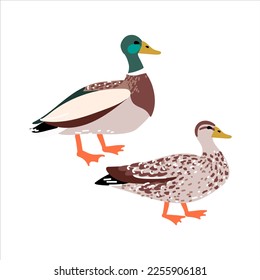 Wild duck isolated in flat cartoon design. Male and female of mallard duck standing together in profile view. Wildlife birds family living near lake or river. Vector character illustration isolated
