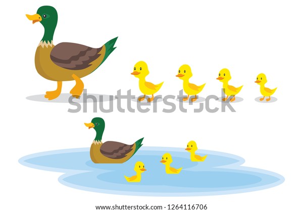 鴨の小さい野鴨が池へ歩く 小さなアヒルを持つアヒルが水上を泳ぐ アヒルの漫画のイラスト のベクター画像素材 ロイヤリティフリー