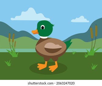 wild duck or mallard, cute cartoon style, puddle or swamp, nature in the background, vector illustration