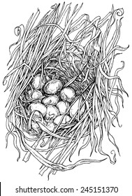 wild duck nest with eggs,  isolated on white background, vector illustration drawing stylized engraving