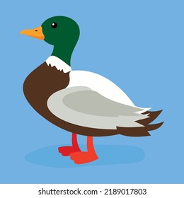 wild duck on blue background