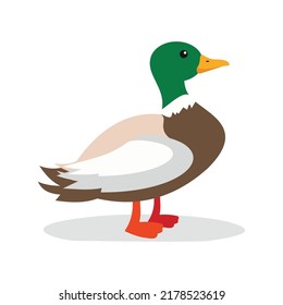 wild duck on white background