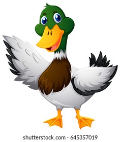 Wild duck on white background illustration