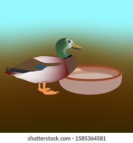 Wild duck in our city wants to drink water