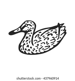 wild duck picture