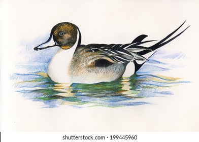 Wild duck. picture vector