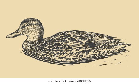 wild duck. retro style. vector illustration.