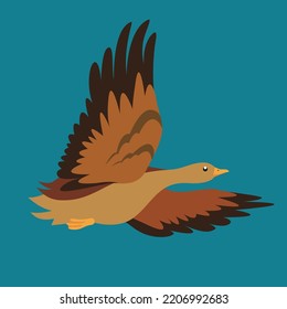 Wild duck spread its wings in flight