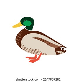 Wild Duck standing flat color vector icon. Colorful drake bird isolated on white background. Green head Mallard male duck design element illustration. Wildlife nature animal, hunting, birdwatching