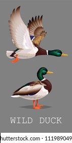 Wild Duck standing and flying. Drake. Vector illustration of realistic bird Mallard isolated on a grey background for your design, print, banner, card, journal article, blog. Duck hunting.