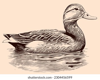 Wild duck swimming sketch hand drawn in doodle style llustration