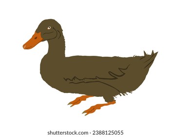 Wild duck vector illustration isolated on white background. Wildlife fowl poultry symbol. Farm bird sign. Restaurant food menu.