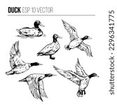 Wild duck vector set. flying birds Black outline on a transparent background. Hand drawn sketch