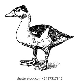 Wild duck, waterfowl bird sketch, vector hand drawing isolated on white