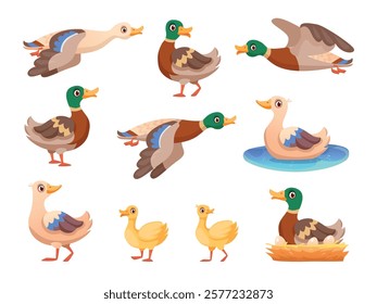 Wild ducks. Cartoon mallard anas platyrhynchos, europa duck bird with wing fly or swim on pond water bird nature wildlife duckling family, hunting set swanky vector illustration original artwork