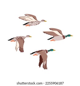 Wild ducks flock isolated in flat cartoon design. Male and female of mallard ducks flying in sky in profile view. Wildlife birds family living near water. Vector character illustration isolated