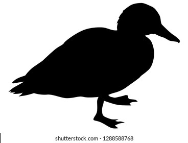 Wild ducks flock on white background
