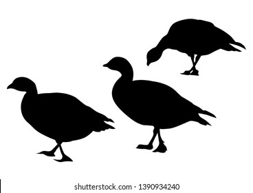 Patos salvajes se amontonan en fondo blanco