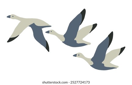 wild ducks icons isolated on white background