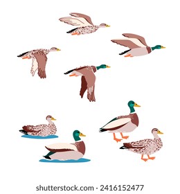 Wild ducks isolated set in flat cartoon design. Male and female of mallard ducks flying, swimming and standing in profile view. Wildlife water birds family outdoor. Vector character illustration