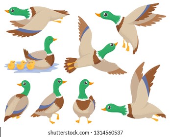 Wild ducks. Mallard duck, cute flying goose and green headed swimming canard. Ducks family, wildlife water lake bird Isolated cartoon vector icons illustration set