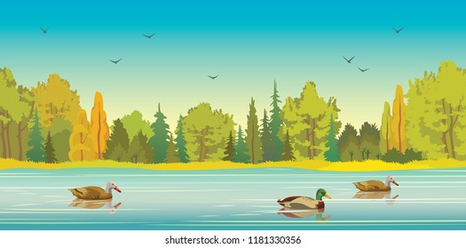 Wild ducks with reflection at the calm lake and green forest on a blue sky background. Vector autumn landscape. Nature panoramic illustration.