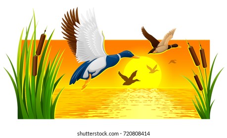 704 Ducks at sunset Stock Illustrations, Images & Vectors | Shutterstock