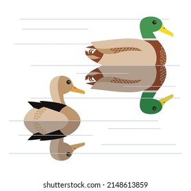 Patos salvajes nadando en color plano icono vector. Pajarito colorido aislado sobre fondo blanco. Ilustración de elementos de diseño de pato macho de la cabeza verde Mallard. Animales naturales, caza, observación de aves