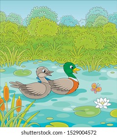 Wild ducks swimming in a small blue lake on a green meadow on a summer day, vector illustration in a cartoon style