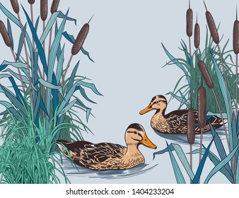 
Wild ducks in the thickets of bulrush and coastal grass.
Backdrop, panel. Hand-drawn color image of nature.  Vector vintage background.