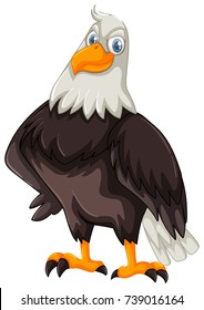 Wild eagle on white background