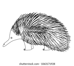 wild echidna australian creature