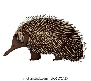 wild echidna australian creature