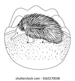 wild echidna australian creature in the camp