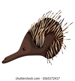 wild echidna australian creature head