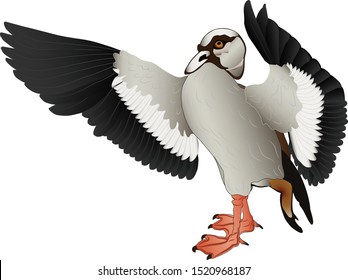 Wild Egyptian Goose with spread wings. Vector illustration.