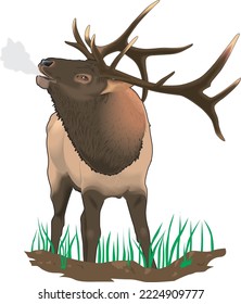 Wild Elk Standing Vector Illustration