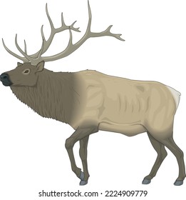 Wild Elk Standing Vector Illustration