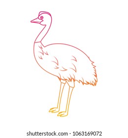 wild emu australian bird