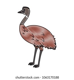 wild emu australian bird