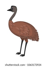 wild emu australian bird