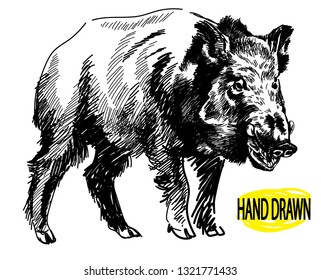 
Wild European boar. Hunting trophy. Drawing by hand in vintage style.