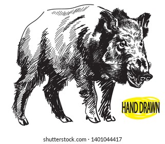 Wild European boar. Hunting trophy. Drawing by hand in vintage style.