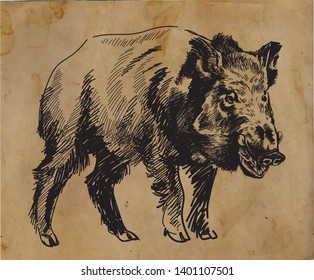 Wild European boar. Hunting trophy. Drawing by hand in vintage style.