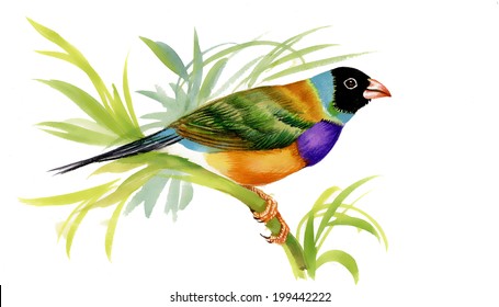 Wild exotic bird on twig on white background vector 