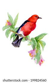 Wild exotic bird on twig on white background vector