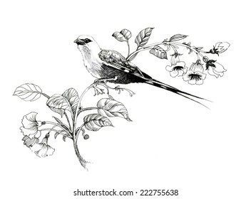 Wild exotic bird on twig vector illustration